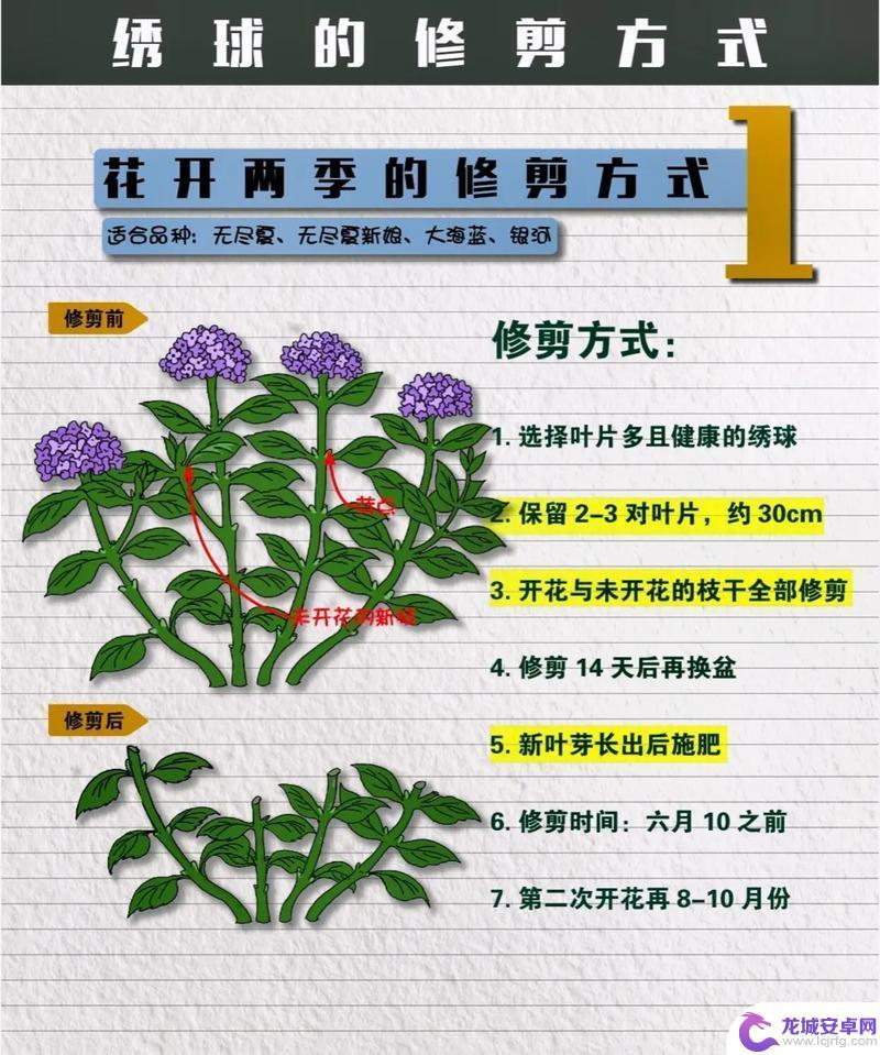 花园之间怎么修剪花草 如何修剪花草的正确方法