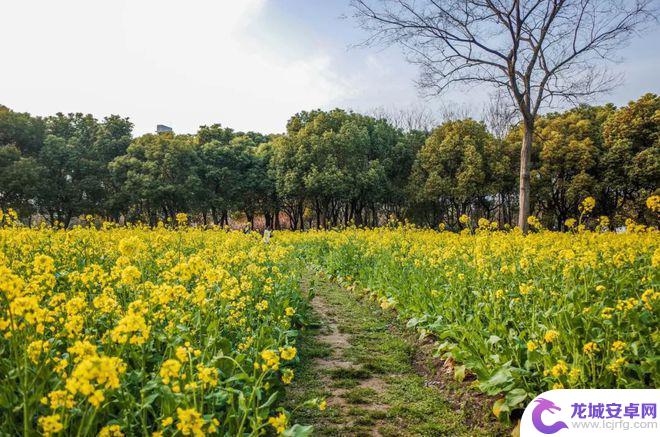 拍油菜花小米手机怎么设置 如何用手机拍出优美的油菜花照片