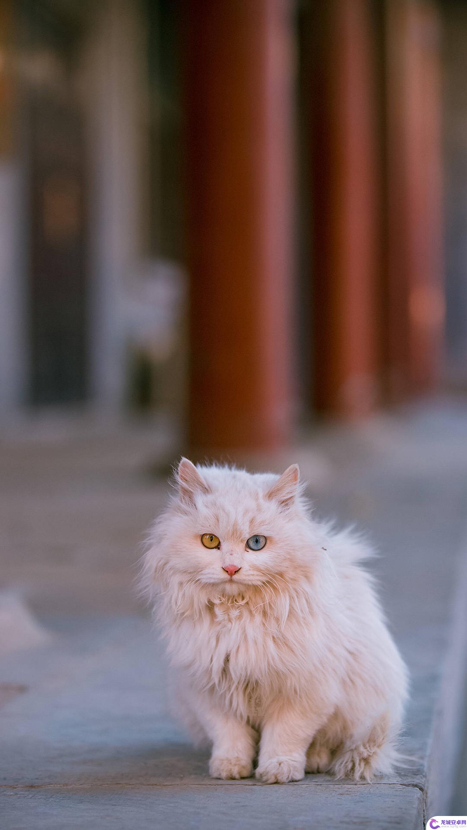 抖音猫账号 猫咪抖音号怎么起号