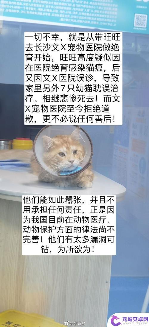 猫咪绝育文案抖音(猫咪绝育的文案)