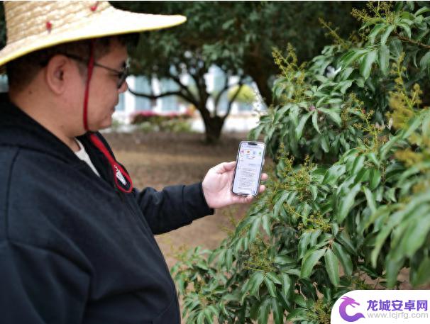手机在荔枝树下焕发新农具的光芒